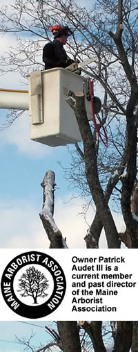 Maine Tree and Landscape residential tree removal